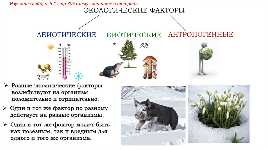 Экологические факторы существенные для домашних животных. Определить экологический фактор холодная зима.