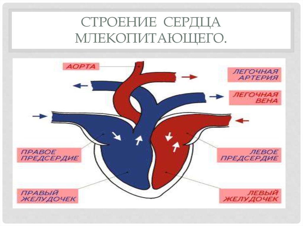 Строение сердца млекопитающих рисунок