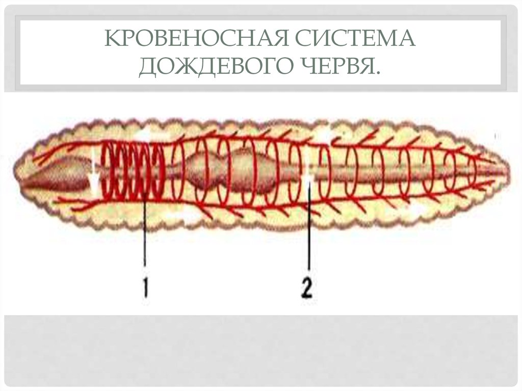 Кольцевые сосуды дождевого червя. Кольчатые черви строение кровеносной системы. Кровеносная система кольчатых червей. Кровеносная система многощетинковых червей. Кровеносная система дождевого червя.