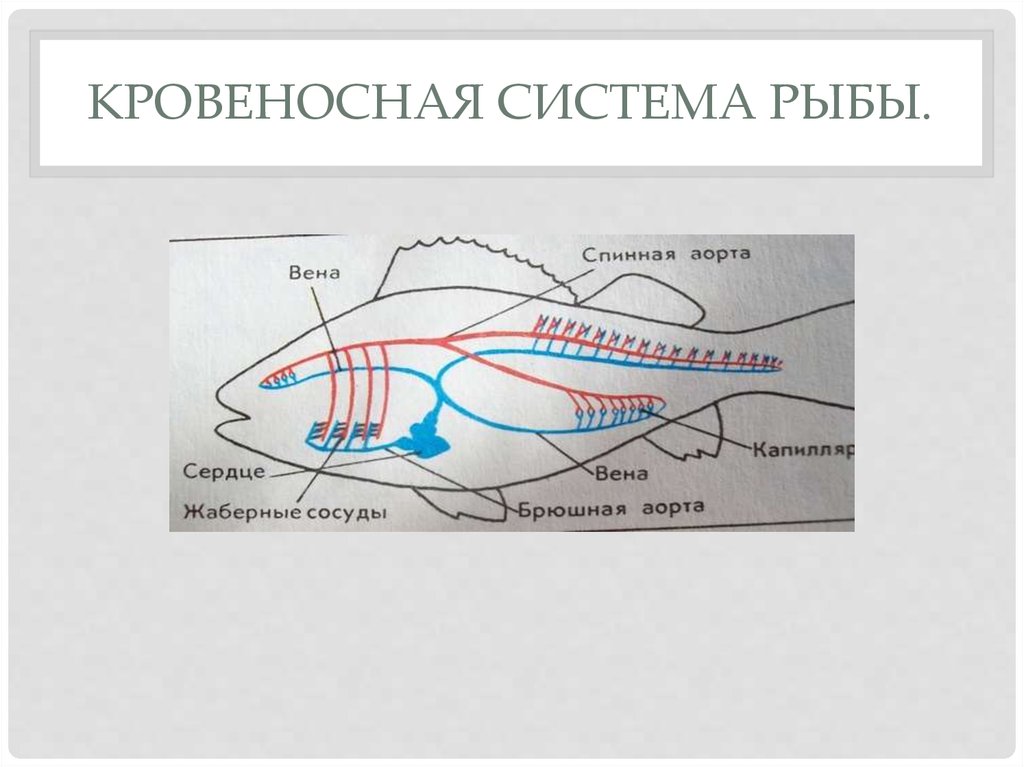 Кровеносная органы рыб. Кровеносная система рыб. Кровеносная система у рыб Ярыгин схема. Строение кровеносной системы рыб. Кровеносная система щуки.