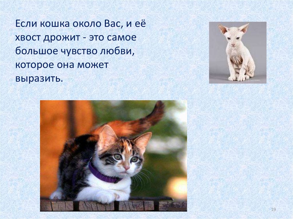 Презентация кошки