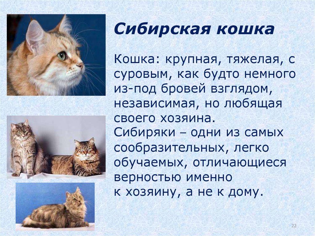 Презентация о котятах