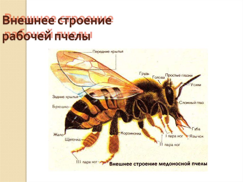 Отделы тела пчелы медоносной. Пчелы Перепончатокрылые строение. Внешнее строение медоносной пчелы. Внешнее строение пчелы 7 класс. Анатомия пчелы медоносной.