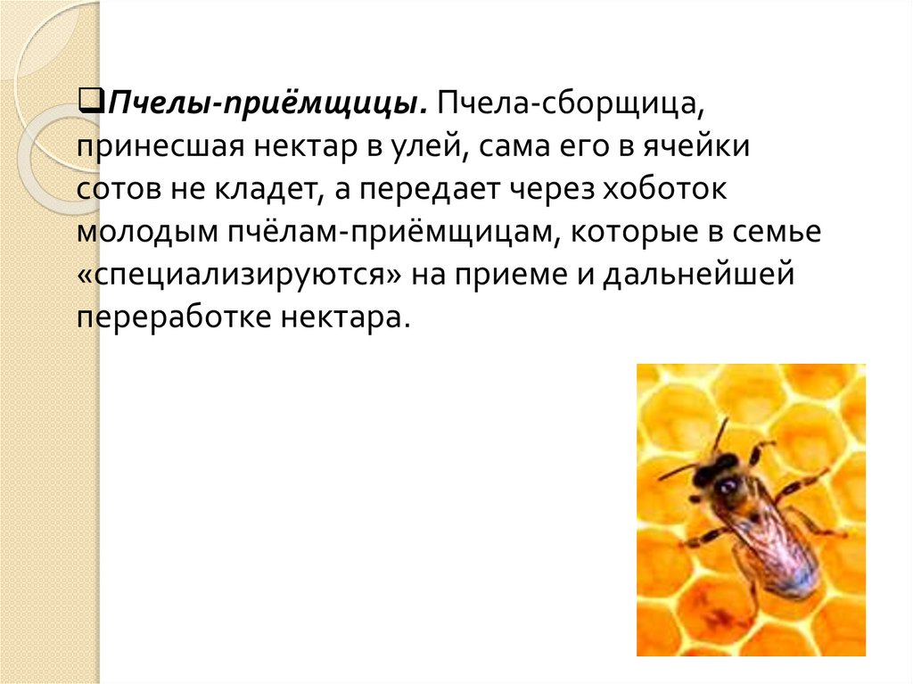 Пчеловодство доклад 3 класс. Тема пчел для презентации. Пчела для презентации. Пчеловодство презентация. Рассказ о пчелах.