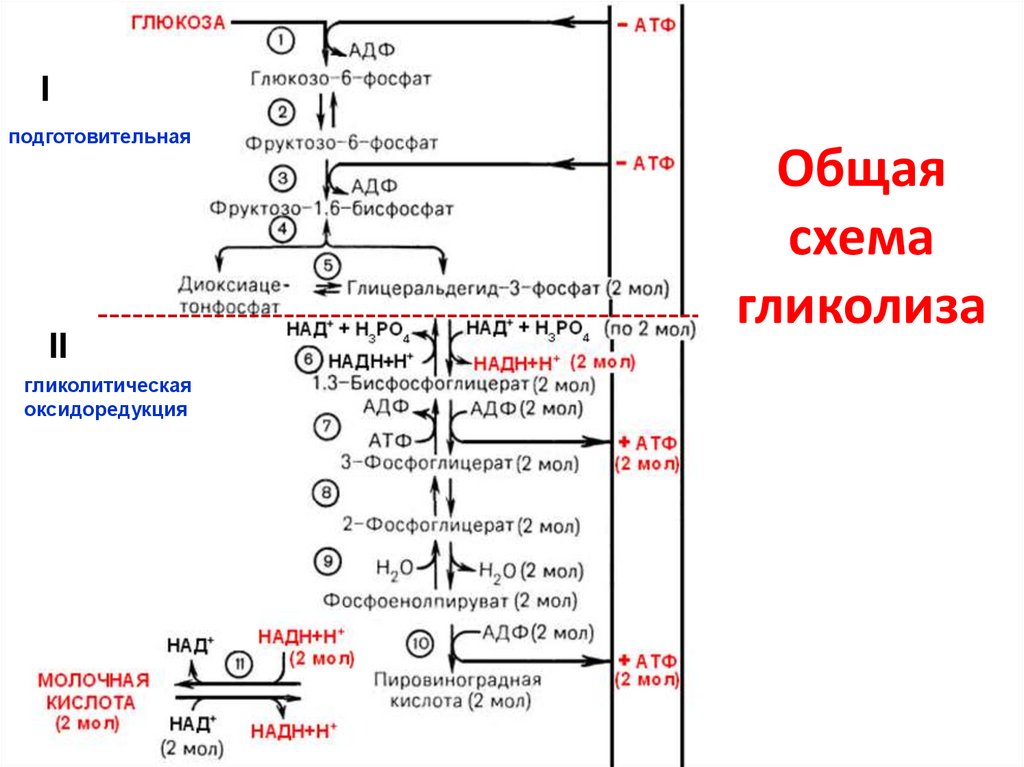 Схема гликолиза биохимия. Гликолиз АТФ схема. На четвертой стадии гликолиза фруктозо-6-фосфат. Последовательные реакции гликолиза.
