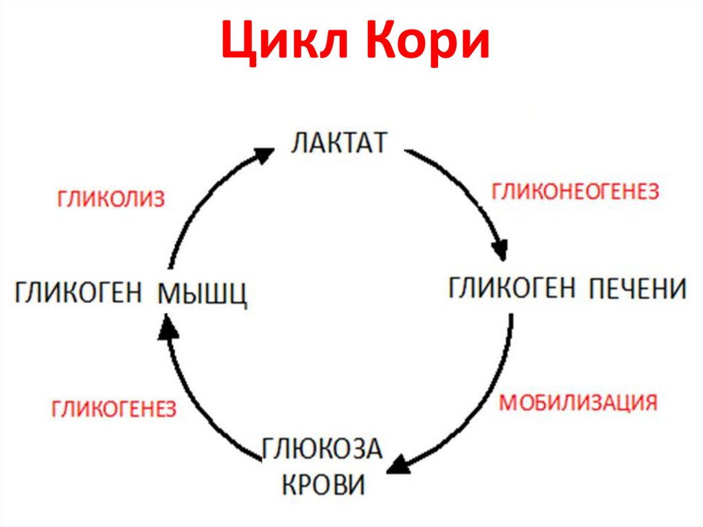 Цикл Кори