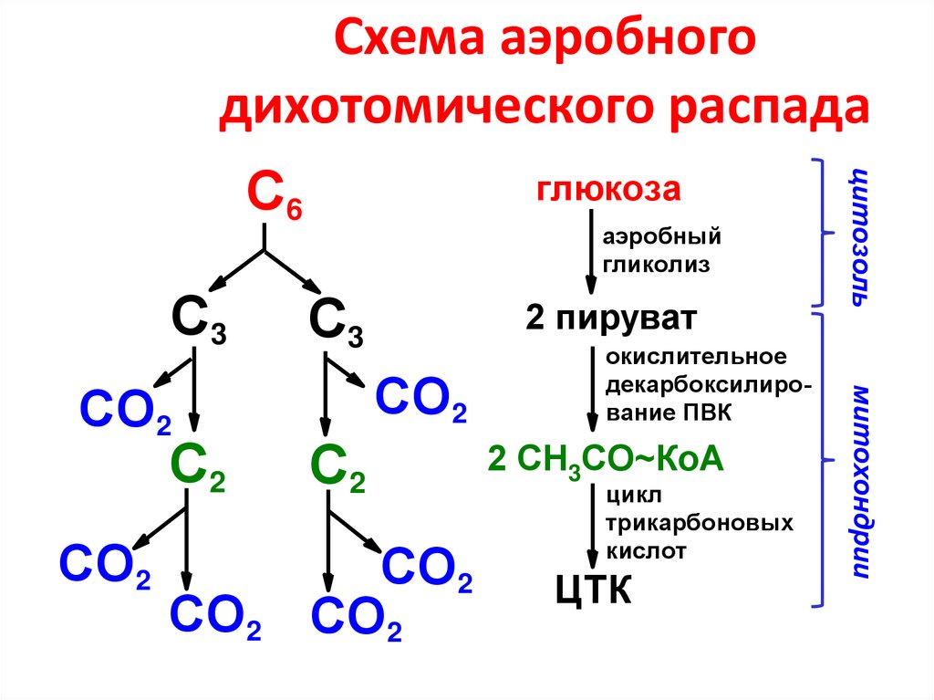 Аэробный распад глюкозы схема