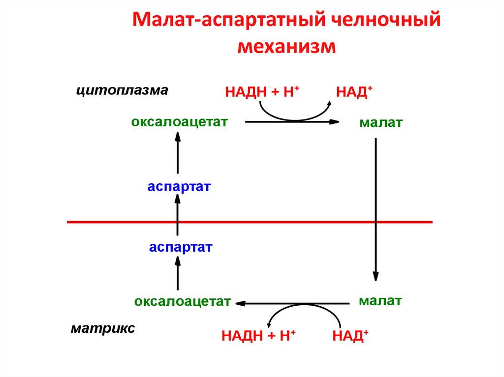 Челночный механизм