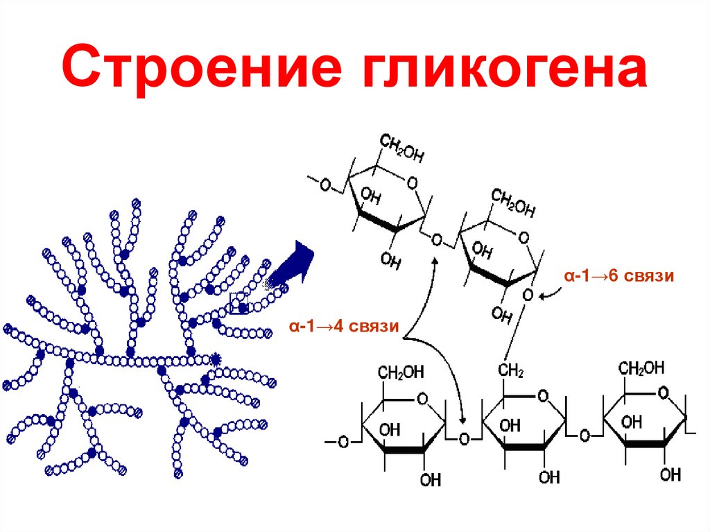 Глюкоген. Гликоген строение молекулы. Гликоген формула и структура. Структура гликогена биохимия. Химическое строение гликогена.