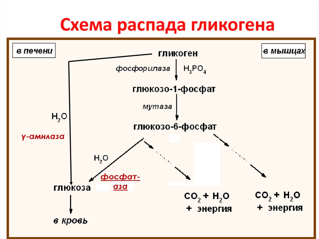Схема распада гликогена