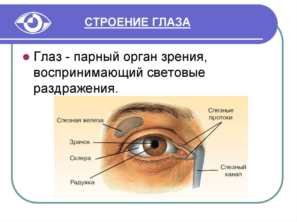 Установите соответствие между частями глаза. Внешнее строение глаза человека схема. Строение глаза конъюнктива склера. Наружное строение глаза. Наружное строение глаза человека.