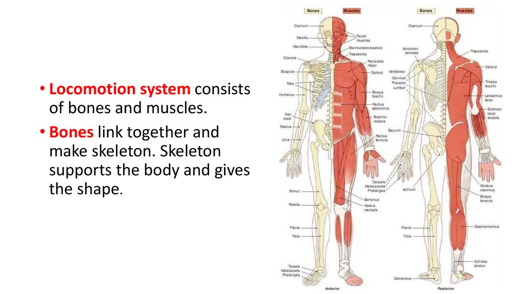 Bones and muscles. Костная система. Human muscles and Bones. Human Locomotion.