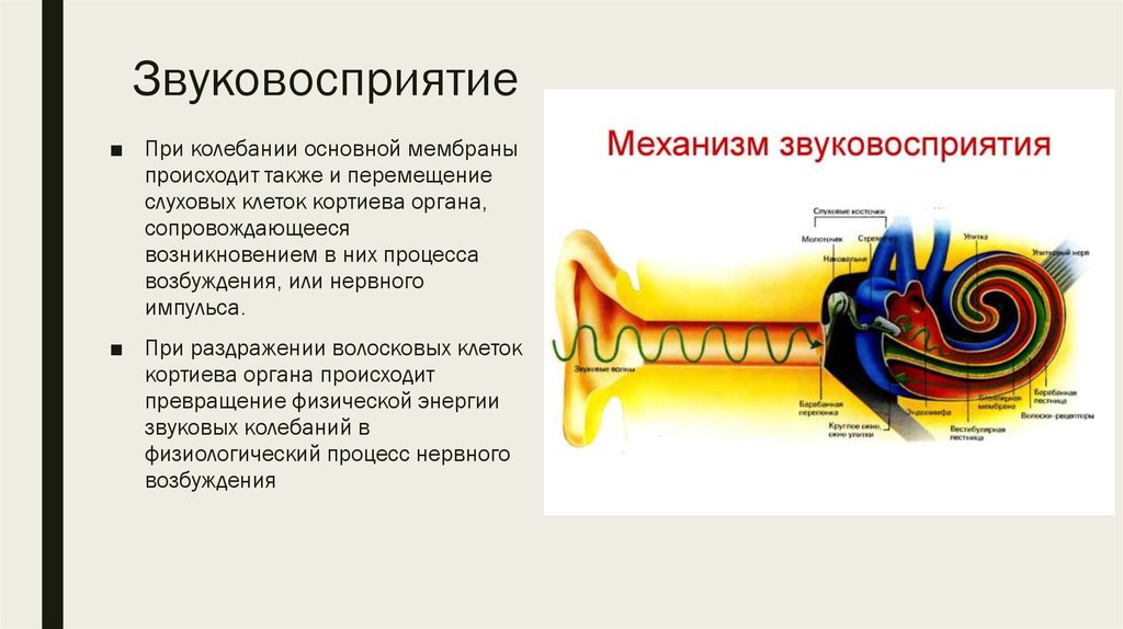Звуковосприятие