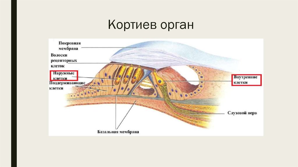 Взаиморасположение костного и перепончатого лабиринтов улитки внутреннего уха