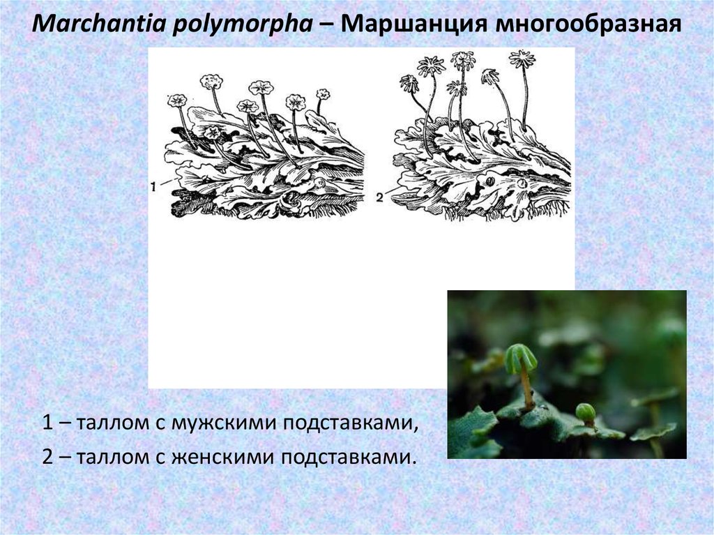 Marchantia polymorpha – Маршанция многообразная