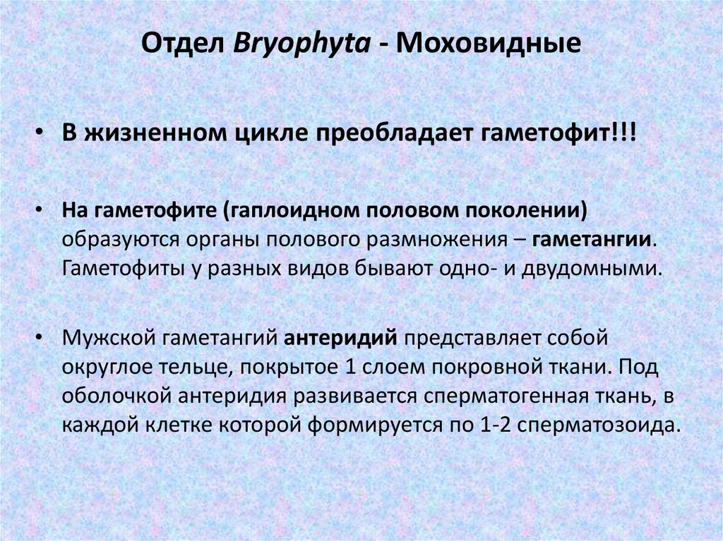 Отдел Bryophyta - Моховидные