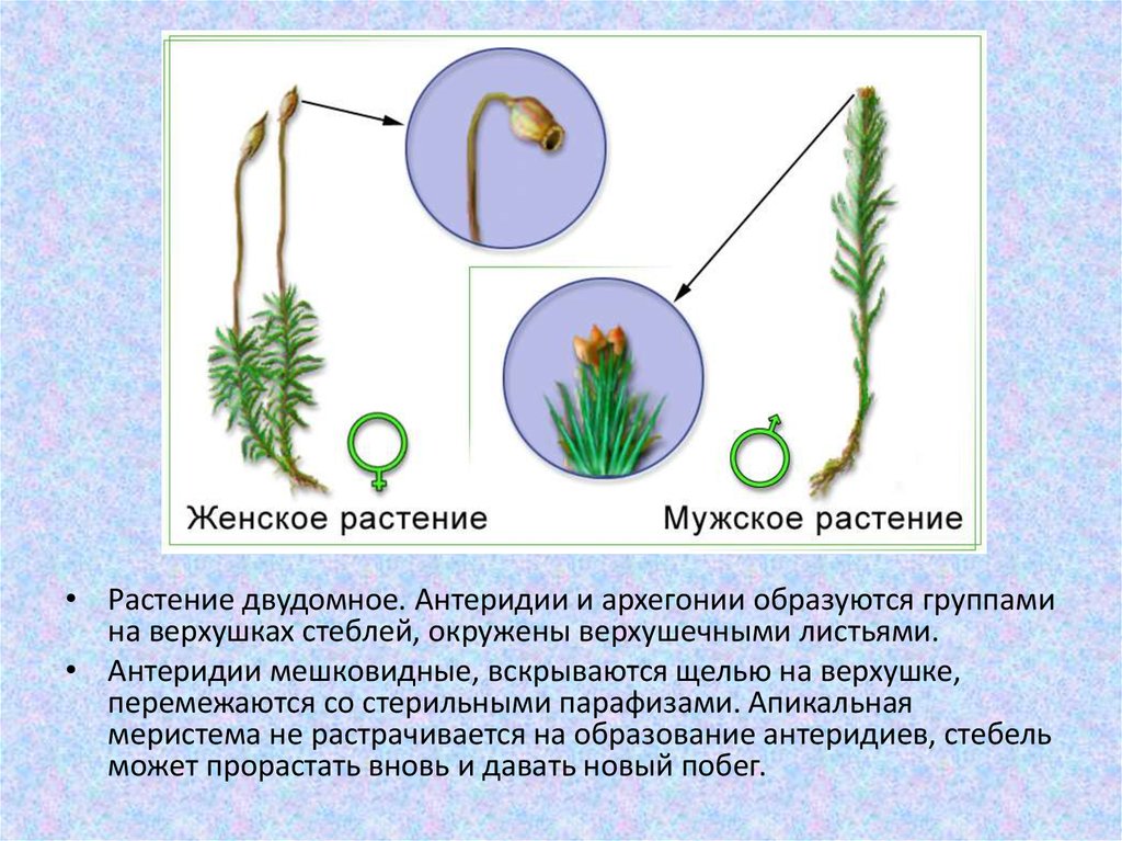 Моховидные растения примеры названия