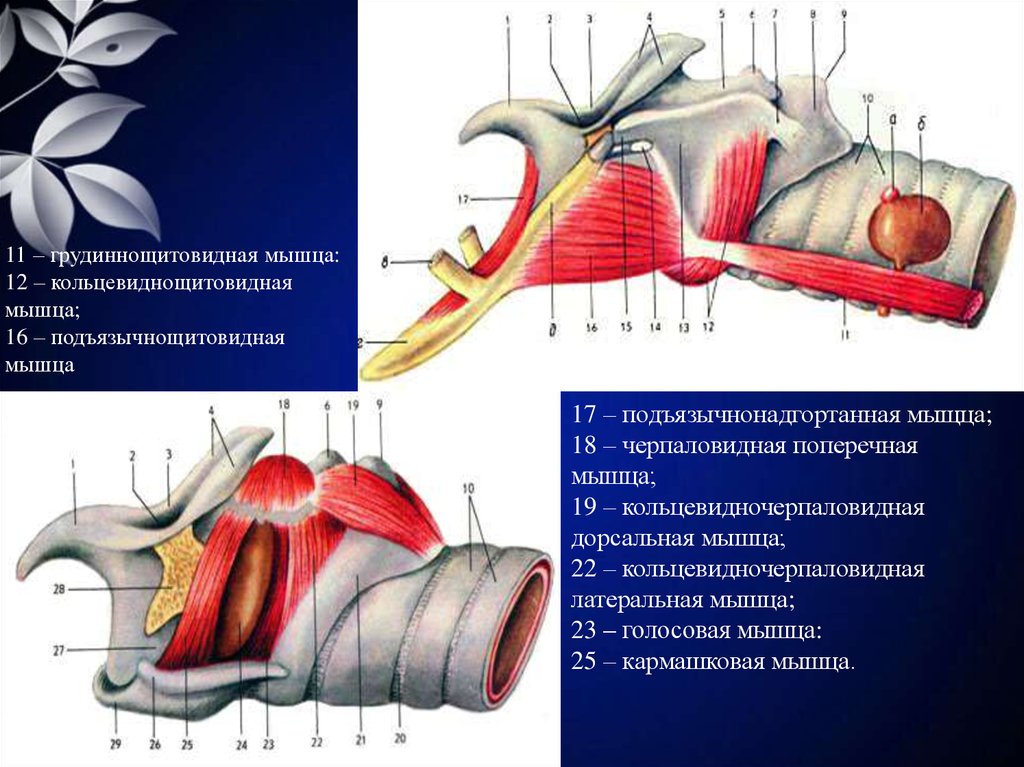 Гортань 8 класс