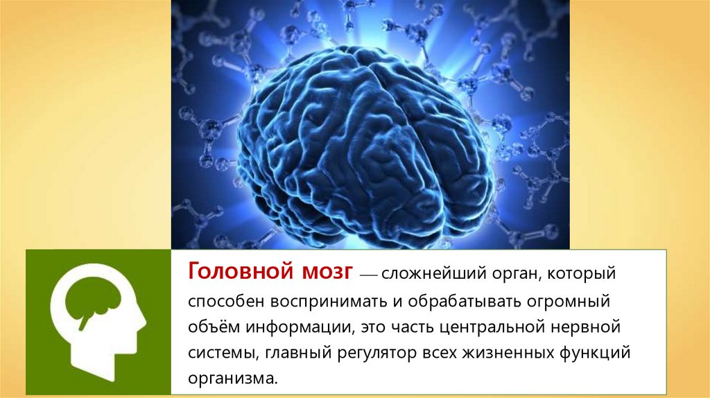 Факты про мозг. Головной мозг. Головной мозг презентация. Презентация на тему головной мозг. Мозг для презентации.