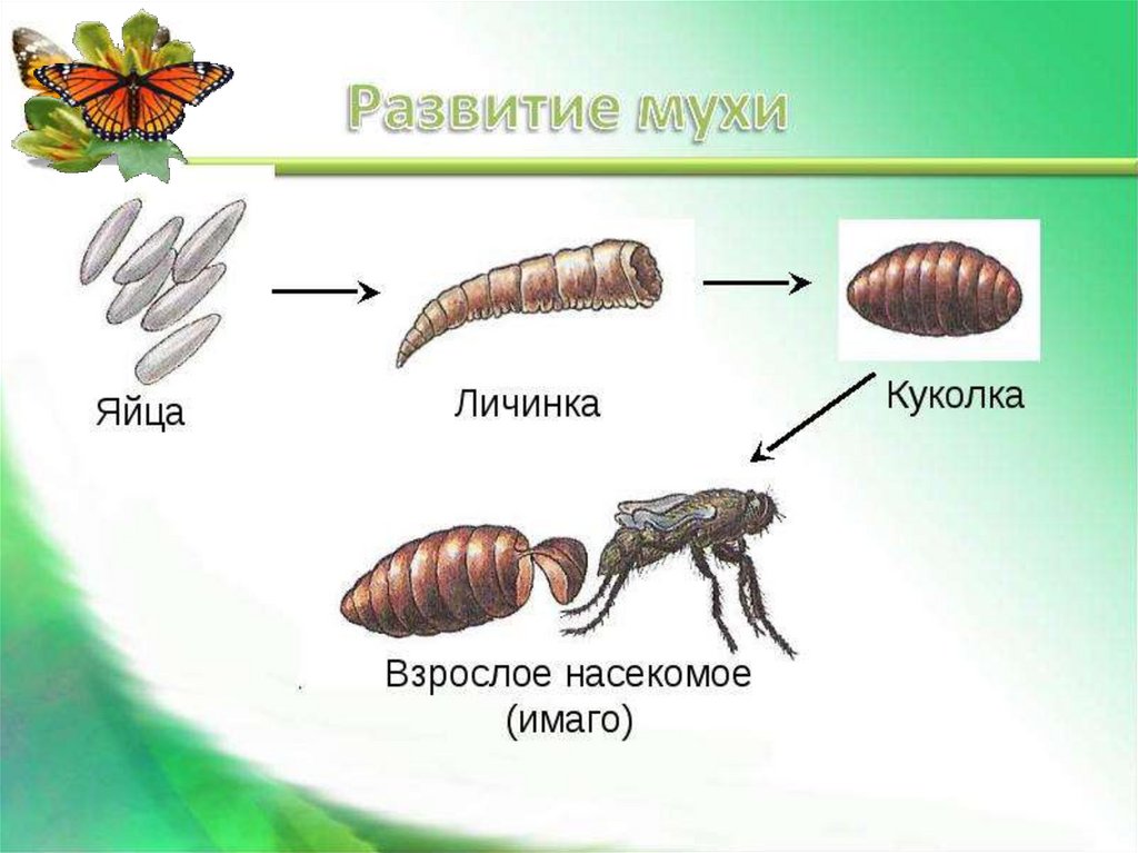 Назовите стадию постэмбрионального развития по схеме яйцо имаго личинка