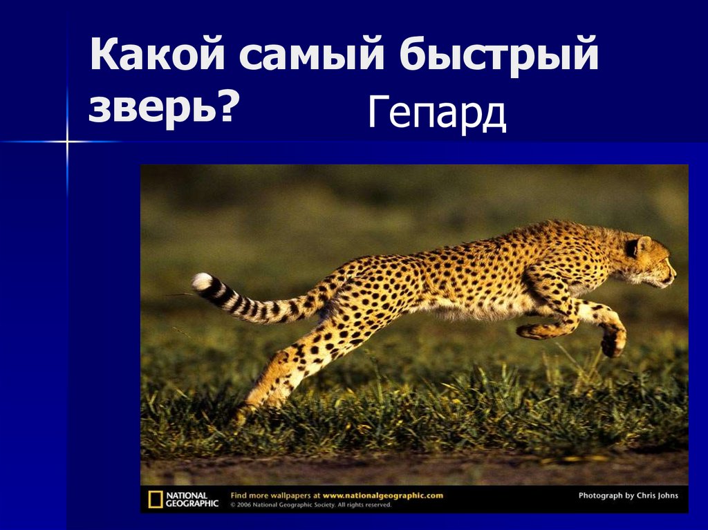 Какой зверь 2015. Самое быстрое животное на планете. Какой самый быстрый зверь. Самое быстрое животное в мире и его скорость. Самое быстрое животное в России.