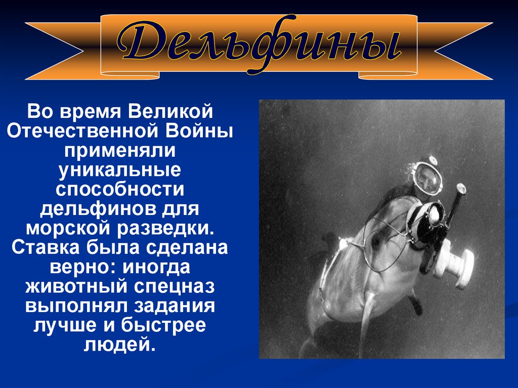 Дельфины на войне 1941 1945 фото