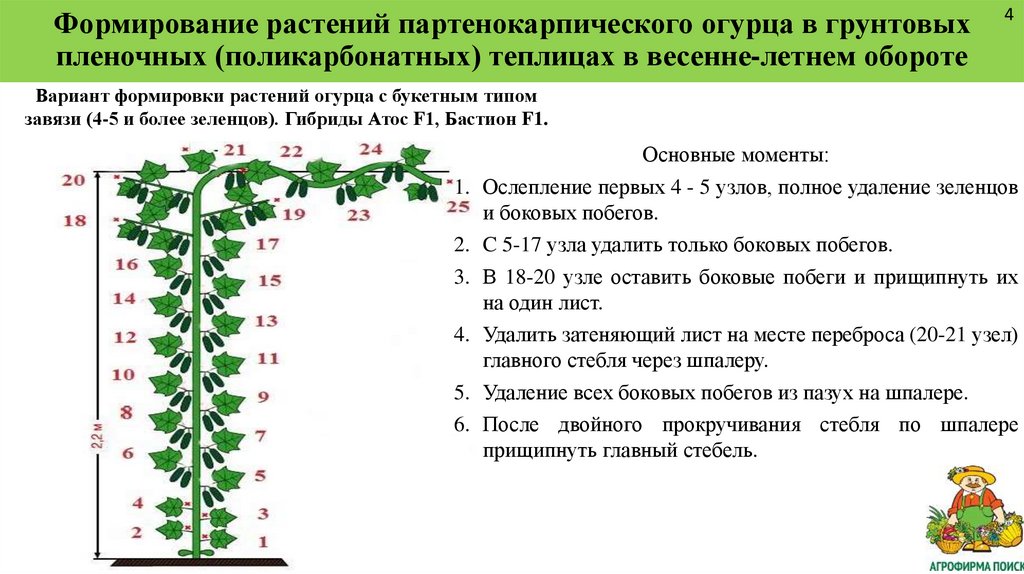 Формирование растений партенокарпического огурца в грунтовых пленочных (поликарбонатных) теплицах в весенне-летнем обороте