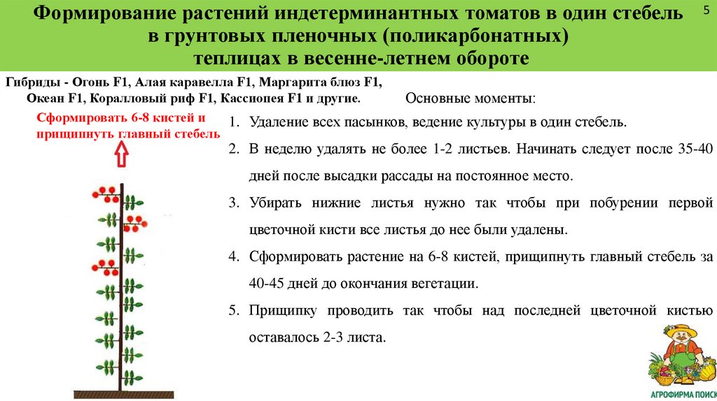 Как формировать индетерминантные томаты