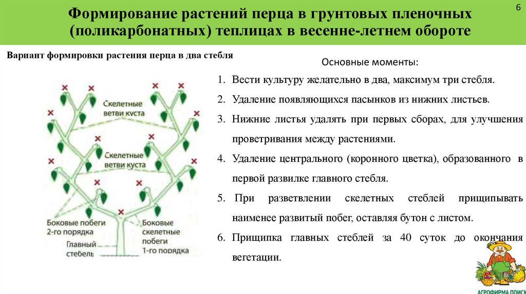 Формирование растений перца в грунтовых пленочных (поликарбонатных) теплицах в весенне-летнем обороте