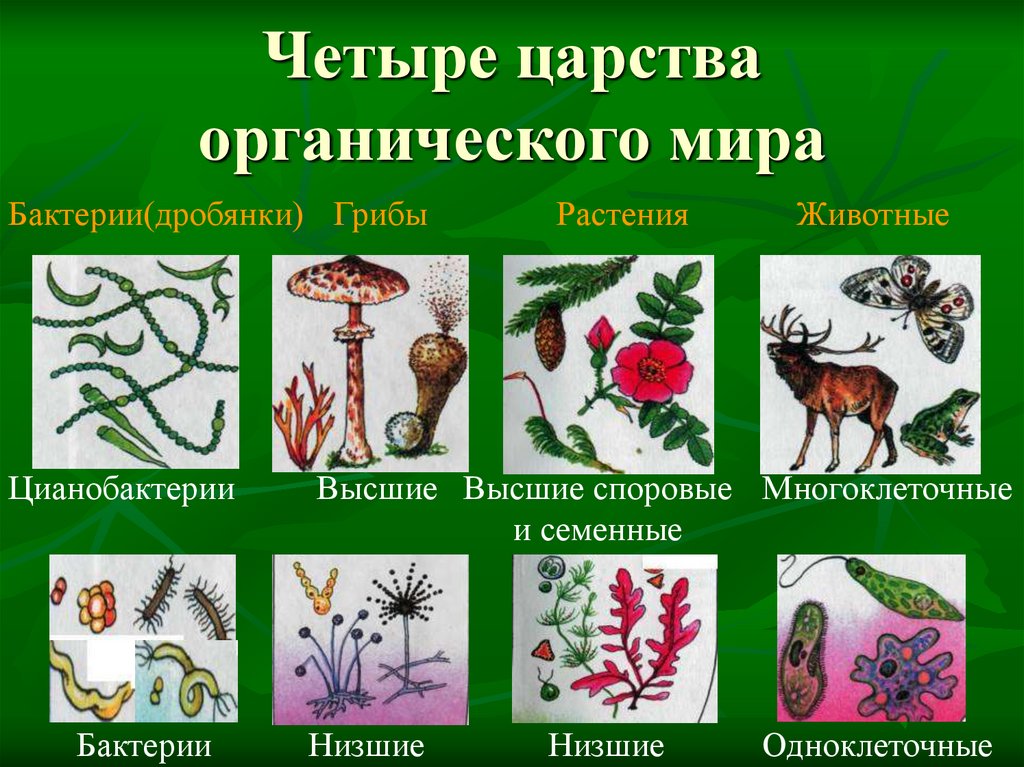 Сколько существует царств природы. Царство животных царство растений царство грибов царство бактерий. Представители животных и растений. Царство живой природы растения.