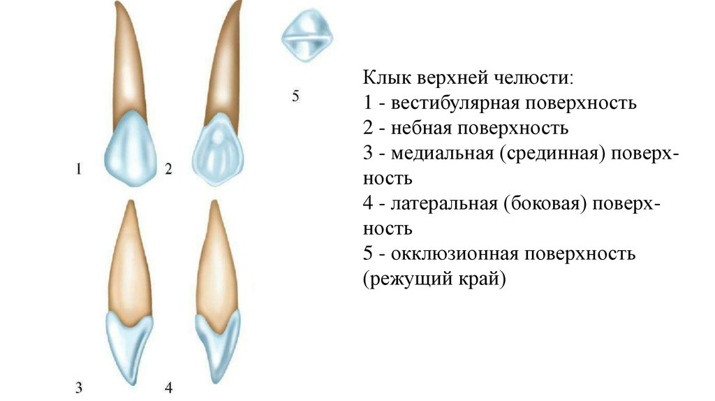 Вестибулярная поверхность зуба.