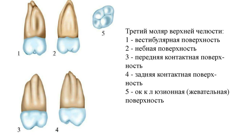 Премоляры это какие зубы