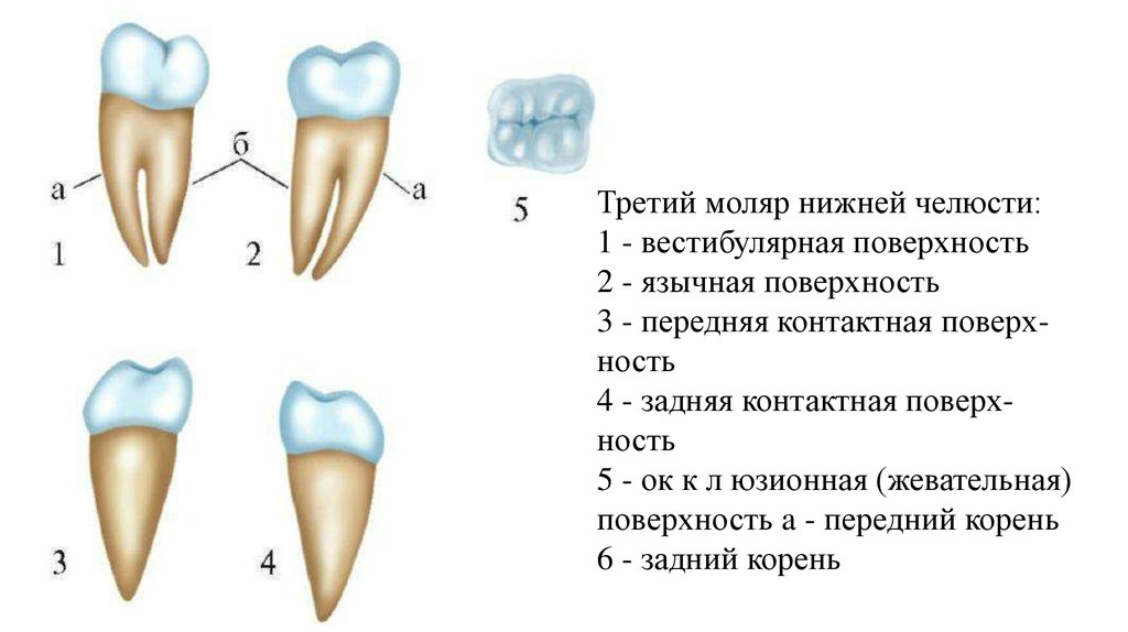 Поверхность зуба покрыта