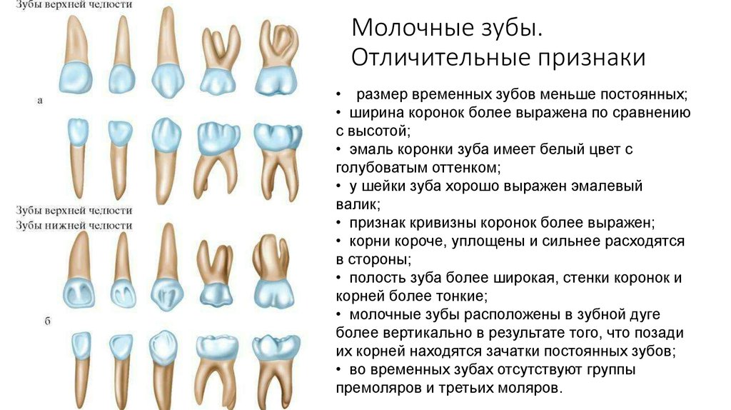 6 признаки зубов. Молочный зуб четверка строение. Корни у молочных зубов моляр. Жевательный молочный зуб строение. Анатомические особенности строения молочных зубов.