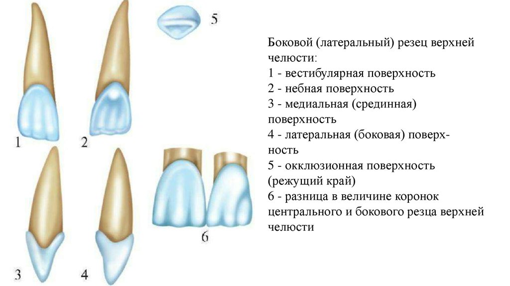 Анатомия зубов - online presentation