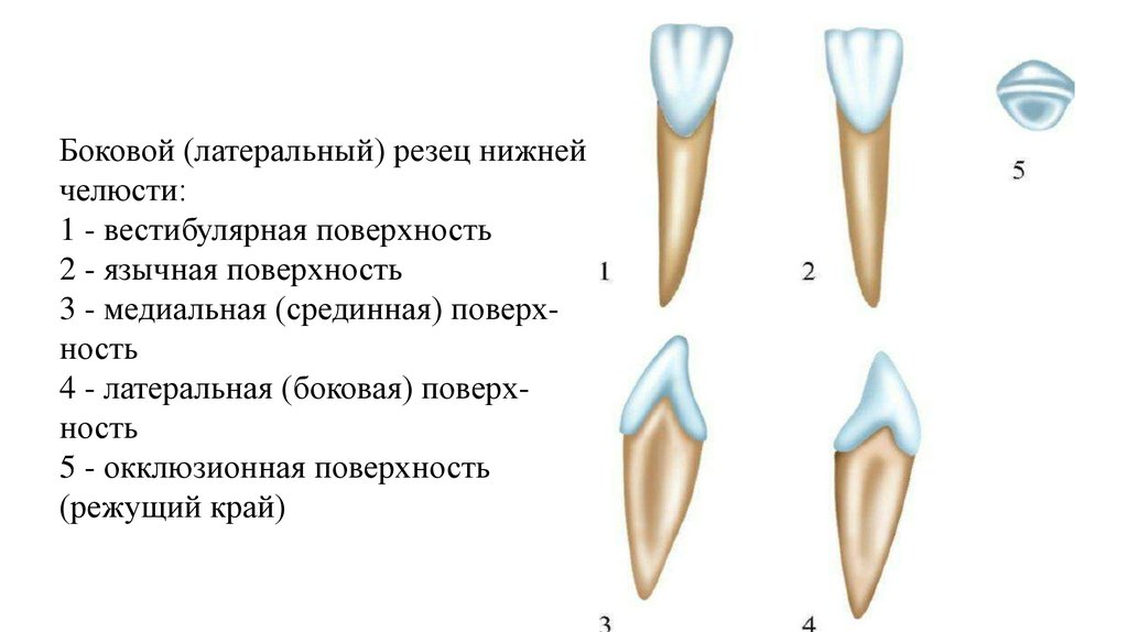 Признаки стороны зуба. Нижний медиальный резец анатомия. Латеральный резец нижней челюсти правый. Апроксимальная поверхность зуба резца.