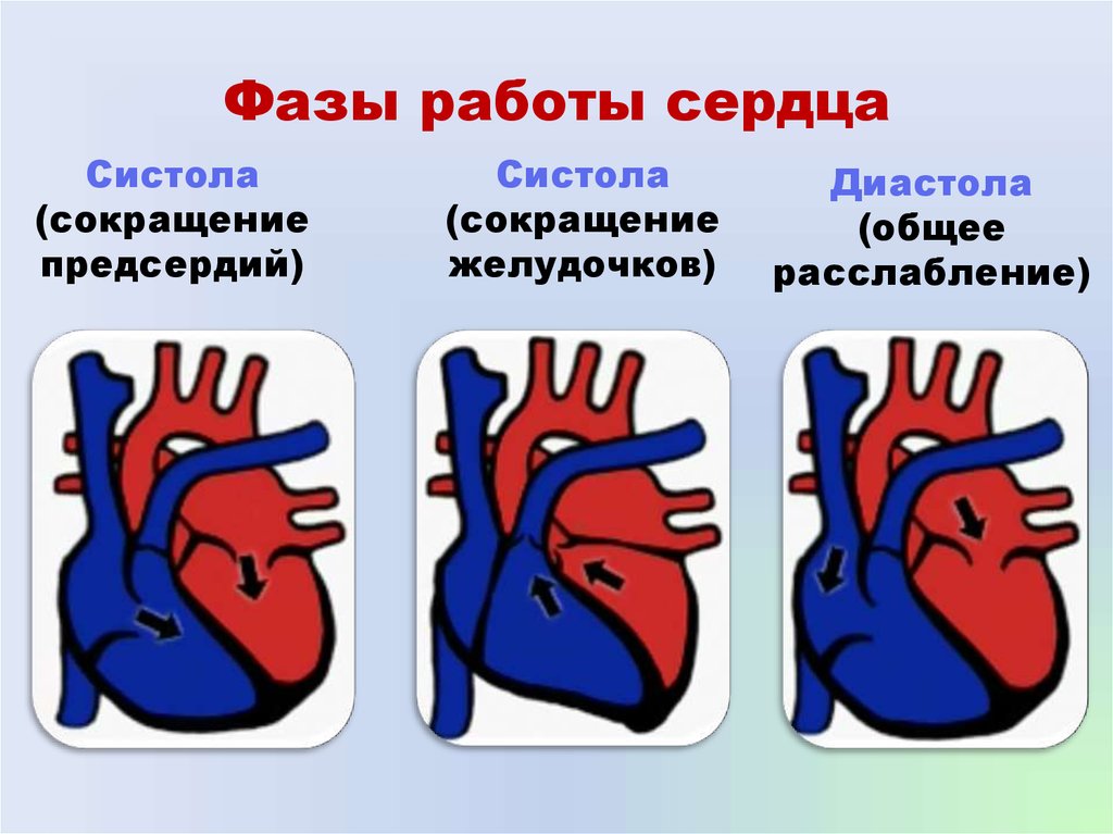 Физика работы сердца. Сердце человека систола и диастола. Строение сердца систола диастола. Три фазы работы сердца. Фазы сердечного цикла систола.