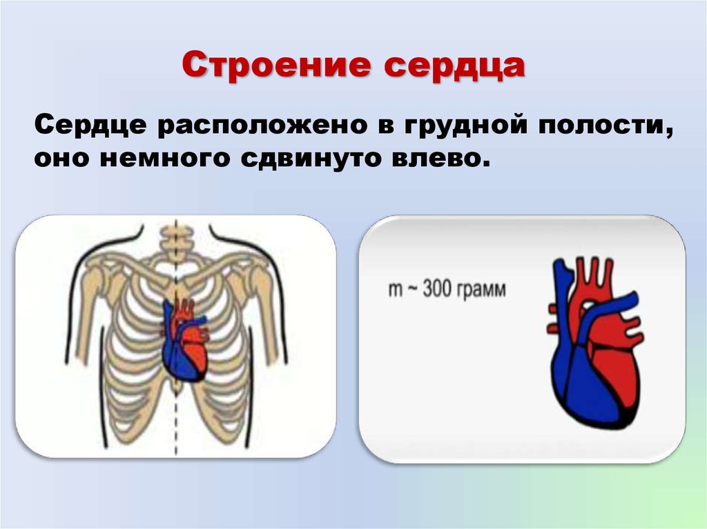 Строение и работа сердца 8 класс