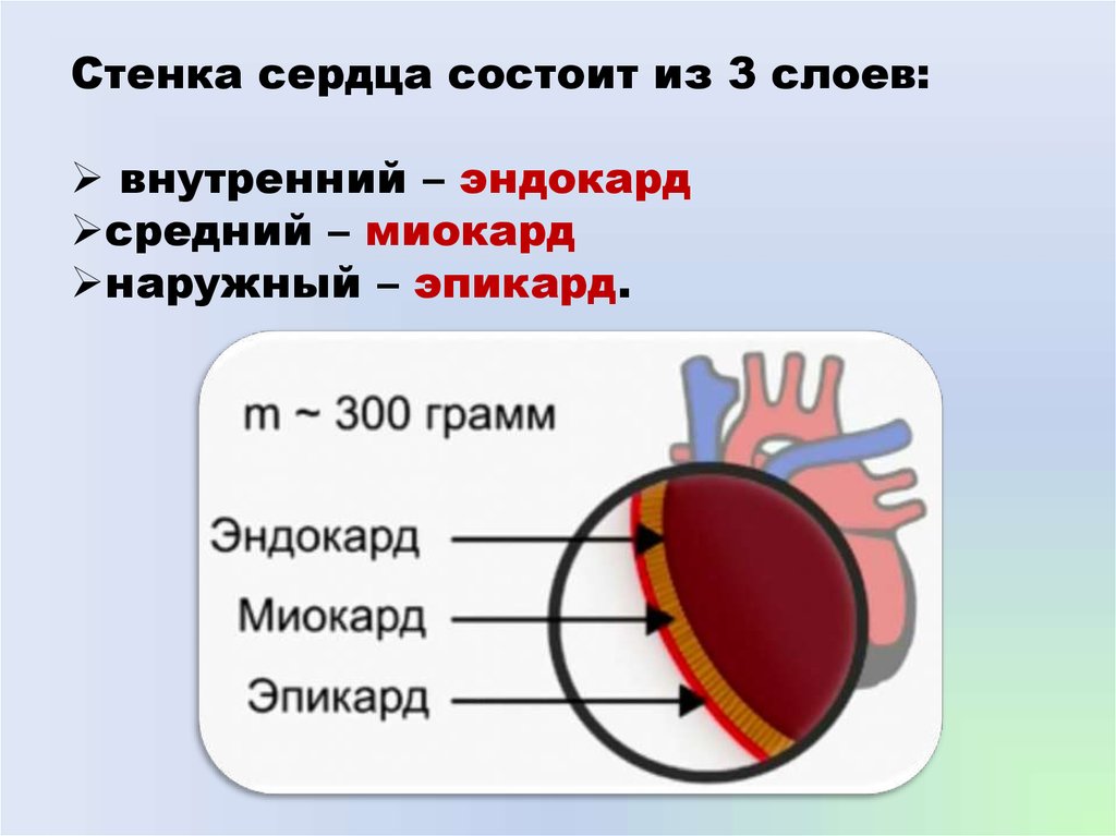 Строение и работа сердца круги