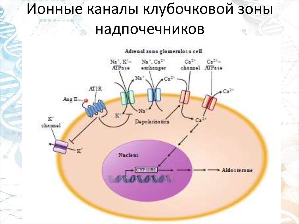 Инциденталома надпочечника. Источник развития клубочковой зоны надпочечников. 6. В клубочковой зоне надпочечников. Инциденталома презентация. Что выделяет из клубочковой зоне надпочечника.