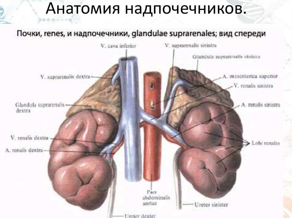 Надпочечники подросток