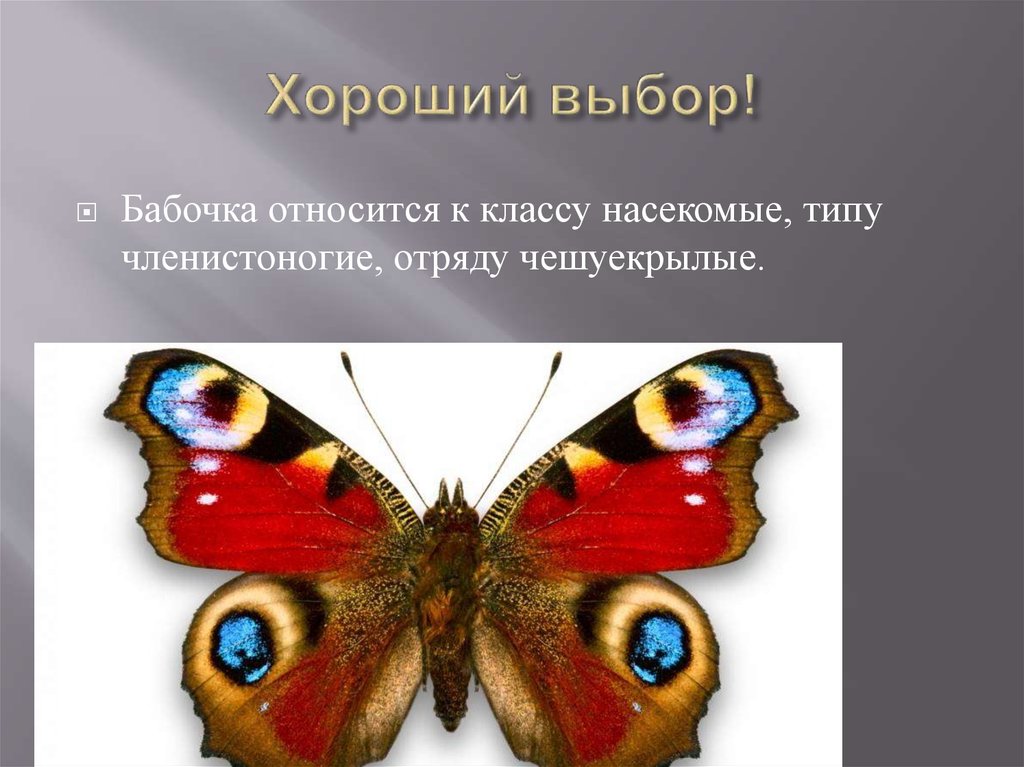 Чешуекрылые представители. Отряд чешуекрылые бабочки. Отряд бабочки представители. Чешуекрылые характеристика. Отряд чешуекрылые общая характеристика.