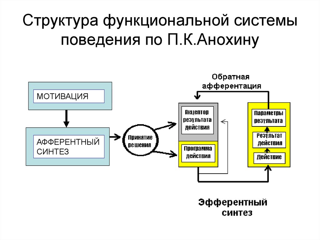 Структура поведения