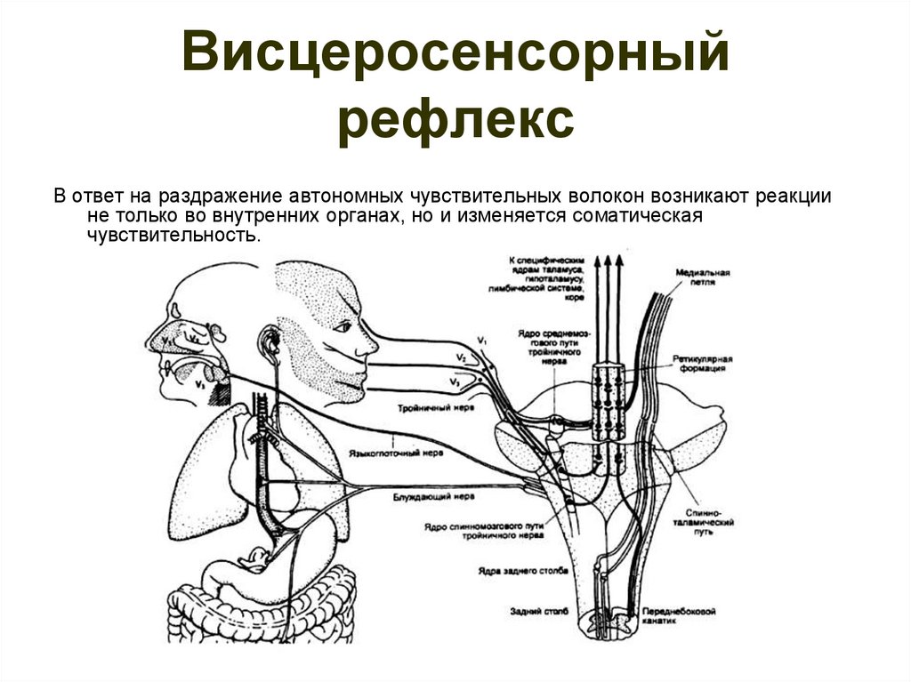 Общий план строения анализатора и сенсорной системы