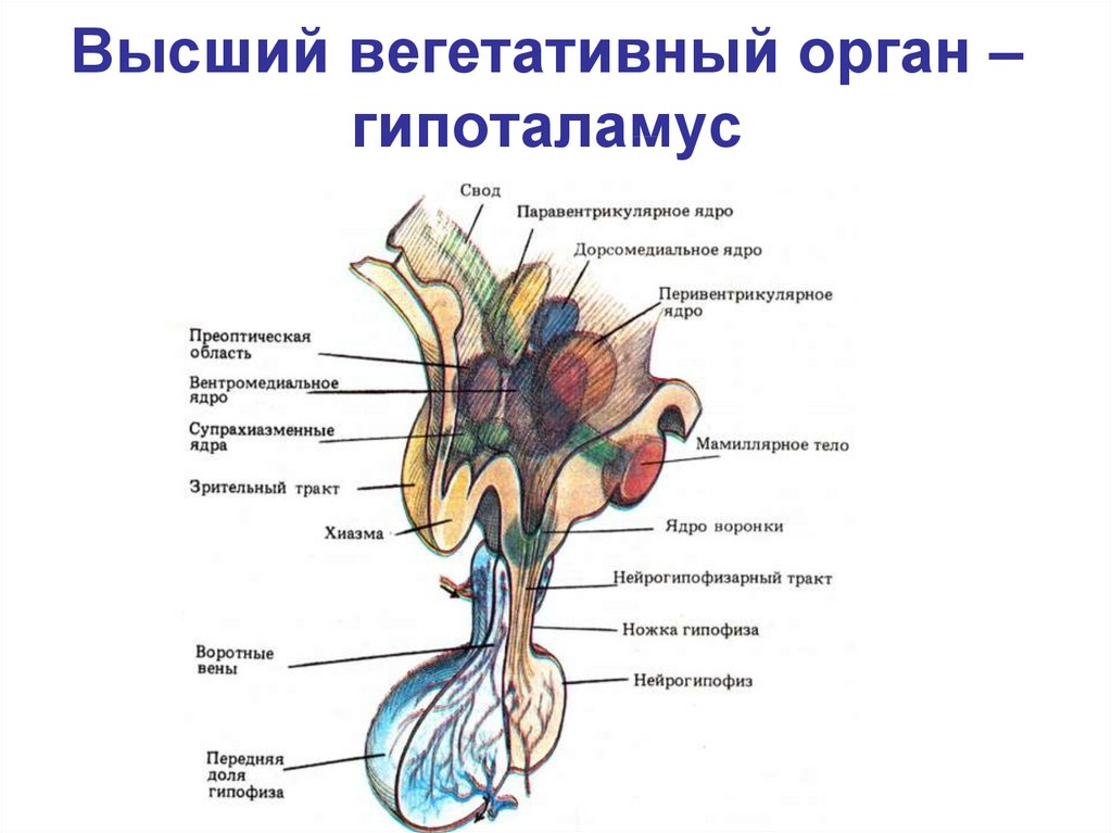 Высший вегетативный центр находится в