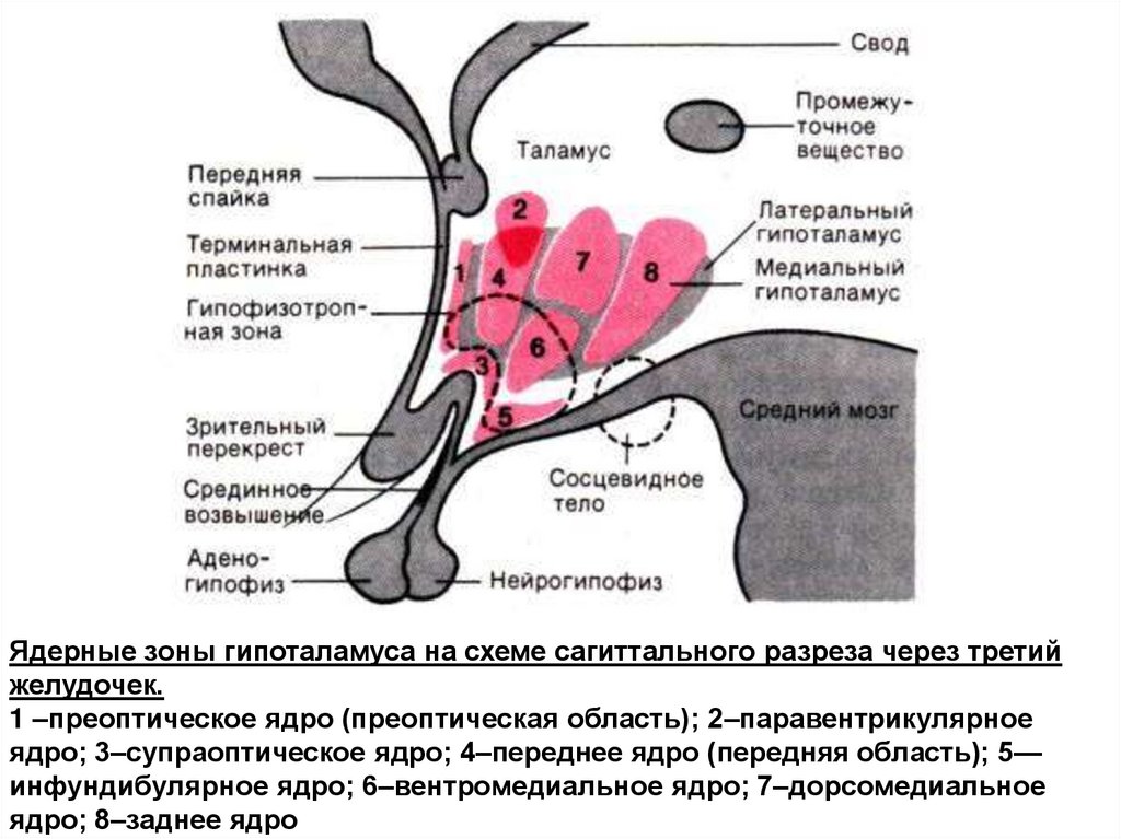 Характеристика слова спайка. Гипоталамус схема анатомия. Ядра передней области гипоталамуса. Медиальные ядра гипоталамуса функции. Состав гипоталамуса.