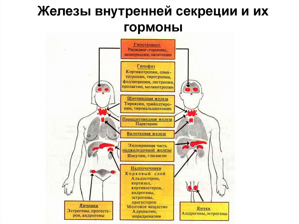 Железы внутренней секреции функции