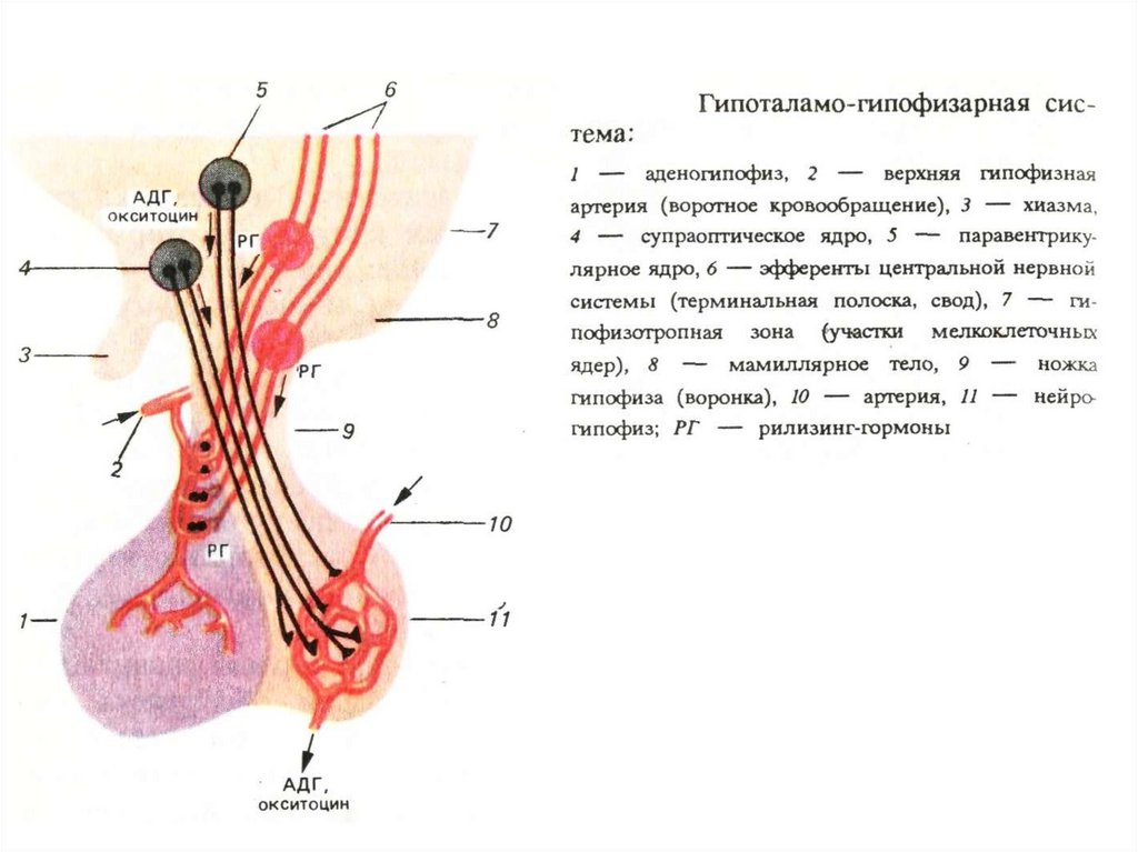 Гипоталамо гипофизарная система гормоны гипоталамуса. Гипофиза гипоталамо-гипофизарная система. Гипоталамо-гипофизарная система гормоны схема. Структура гипоталамо-гипофизарной системы. 4. Гипоталамо-гипофизарная система физиология.