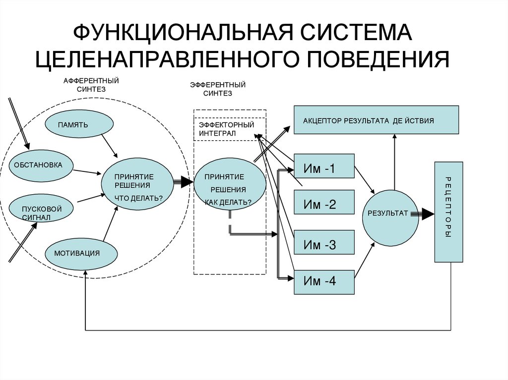 Целенаправленное поведение. Функциональная система поведения физиология. Схема функциональной системы физиология. Функциональная система целенаправленного поведения. Функциональная система целенаправленного поведения п.к Анохин.