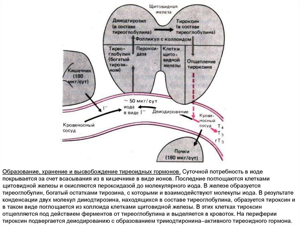 Тиреоглобулину детей. Коллоид щитовидной железы. Состав коллоида фолликулов щитовидной железы. Как образуется тиреоглобулин. Пероксидаза щитовидной железы.